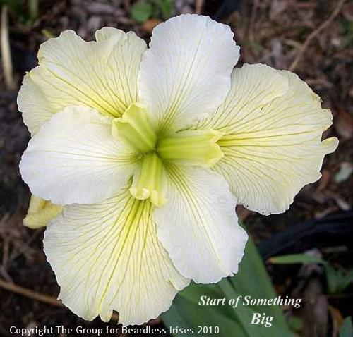 Start of Something Big